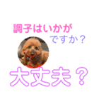 トイプー [STAY HOME]編（個別スタンプ：27）