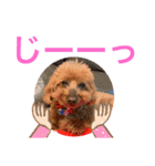 トイプー [STAY HOME]編（個別スタンプ：29）
