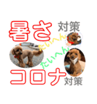 トイプー [STAY HOME]編（個別スタンプ：30）