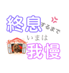 トイプー [STAY HOME]編（個別スタンプ：31）