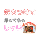 トイプー [STAY HOME]編（個別スタンプ：34）