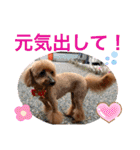 トイプー [STAY HOME]編（個別スタンプ：39）