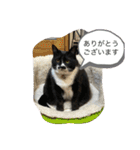猫と暮らすと幸せいっぱい（個別スタンプ：1）
