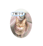 猫と暮らすと幸せいっぱい（個別スタンプ：2）