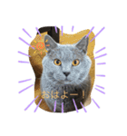 猫と暮らすと幸せいっぱい（個別スタンプ：3）