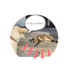 猫と暮らすと幸せいっぱい（個別スタンプ：5）