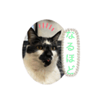 猫と暮らすと幸せいっぱい（個別スタンプ：6）