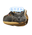 猫と暮らすと幸せいっぱい（個別スタンプ：7）
