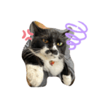 猫と暮らすと幸せいっぱい（個別スタンプ：8）