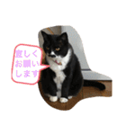 猫と暮らすと幸せいっぱい（個別スタンプ：9）