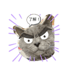 猫と暮らすと幸せいっぱい（個別スタンプ：10）
