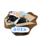 猫と暮らすと幸せいっぱい（個別スタンプ：11）