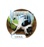 猫と暮らすと幸せいっぱい（個別スタンプ：12）