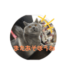 猫と暮らすと幸せいっぱい（個別スタンプ：13）