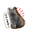 猫と暮らすと幸せいっぱい（個別スタンプ：16）