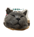 猫と暮らすと幸せいっぱい（個別スタンプ：17）