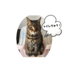 猫と暮らすと幸せいっぱい（個別スタンプ：19）
