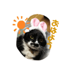 猫と暮らすと幸せいっぱい（個別スタンプ：21）