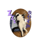 猫と暮らすと幸せいっぱい（個別スタンプ：22）