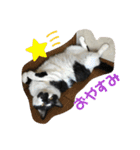 猫と暮らすと幸せいっぱい（個別スタンプ：24）