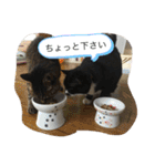 猫と暮らすと幸せいっぱい（個別スタンプ：25）