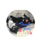 猫と暮らすと幸せいっぱい（個別スタンプ：27）