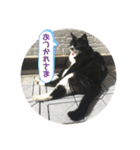 猫と暮らすと幸せいっぱい（個別スタンプ：29）
