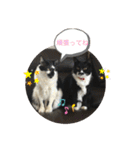 猫と暮らすと幸せいっぱい（個別スタンプ：30）