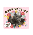 猫と暮らすと幸せいっぱい（個別スタンプ：31）