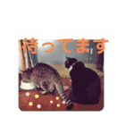 猫と暮らすと幸せいっぱい（個別スタンプ：32）
