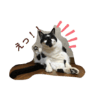 猫と暮らすと幸せいっぱい（個別スタンプ：35）