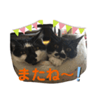 猫と暮らすと幸せいっぱい（個別スタンプ：37）