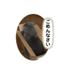 猫と暮らすと幸せいっぱい（個別スタンプ：38）