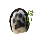 猫と暮らすと幸せいっぱい（個別スタンプ：40）