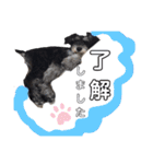 ジーニーの毎日（個別スタンプ：15）