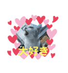 にゃんこファミリー♡（個別スタンプ：1）
