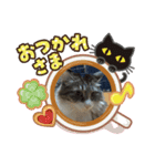にゃんこファミリー♡（個別スタンプ：4）