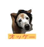 茶色のももちゃん（個別スタンプ：1）