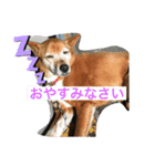茶色のももちゃん（個別スタンプ：5）