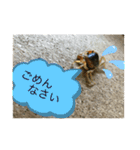 サワガニ2ひき（個別スタンプ：3）