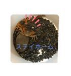 サワガニ2ひき（個別スタンプ：7）