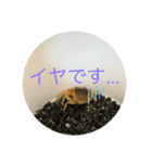 サワガニ2ひき（個別スタンプ：12）