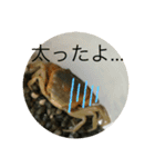 サワガニ2ひき（個別スタンプ：17）