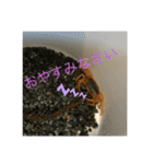 サワガニ2ひき（個別スタンプ：18）