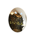 サワガニ2ひき（個別スタンプ：21）