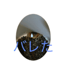 サワガニ2ひき（個別スタンプ：23）