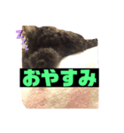 林コジ（個別スタンプ：3）