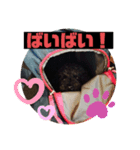 林コジ（個別スタンプ：6）