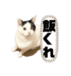 小豆くん専用（個別スタンプ：1）
