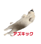 小豆くん専用（個別スタンプ：4）